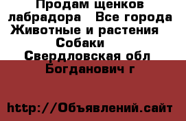 Продам щенков лабрадора - Все города Животные и растения » Собаки   . Свердловская обл.,Богданович г.